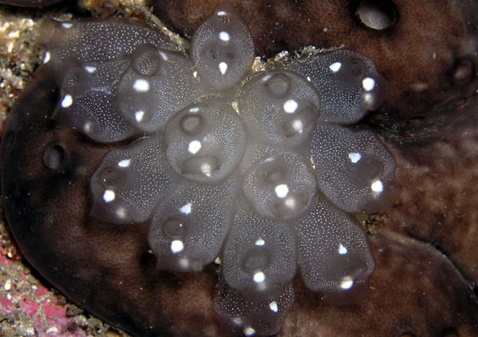 Clavelina pseudobaudinensis